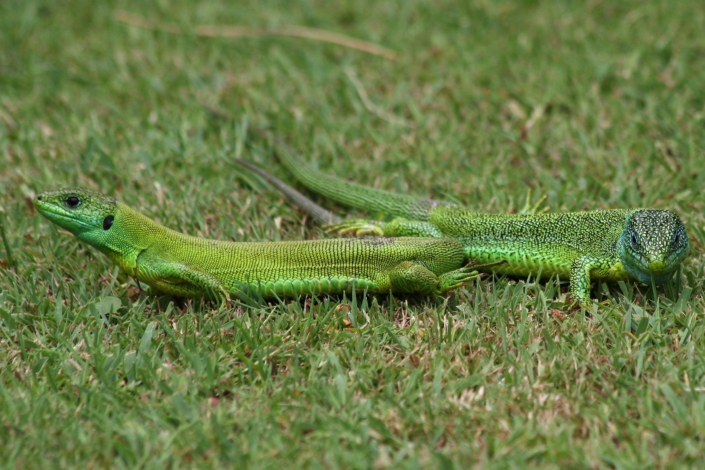 Rohesisalikud 2, Parco Sigurta, Itaalia