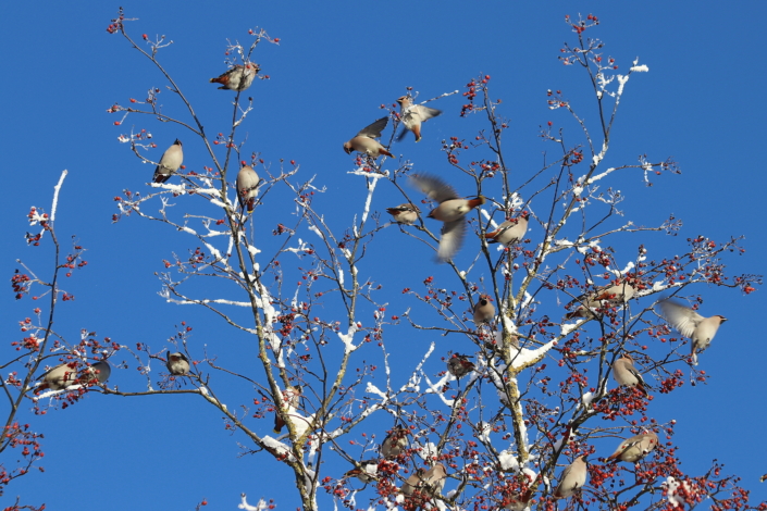 Siidisabad ehk viristajad