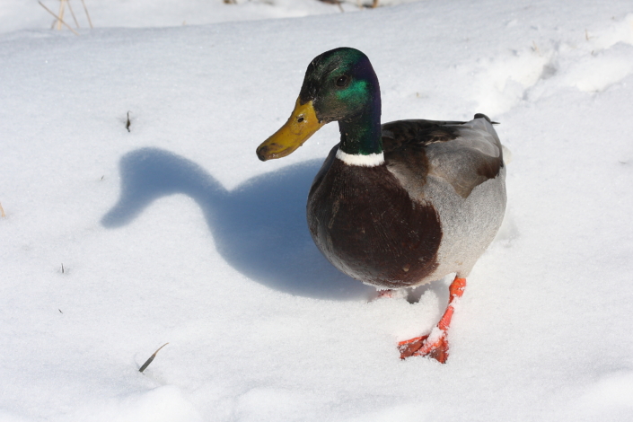 Sinikael-pardi jalad ei külmeta