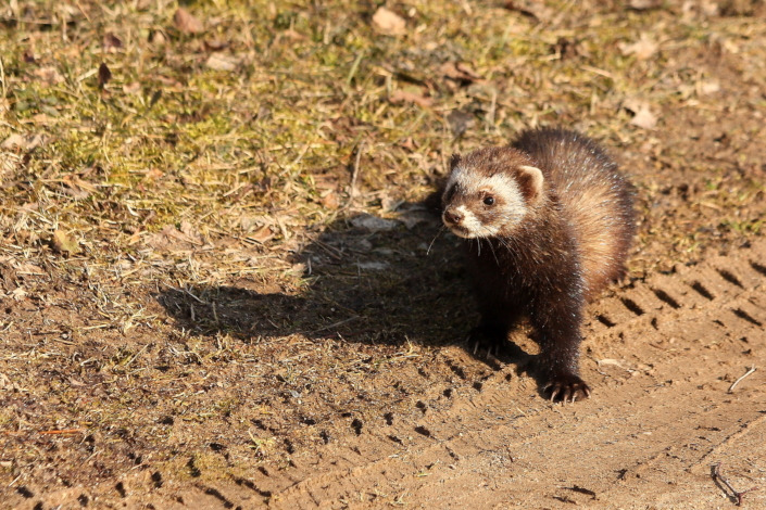 Tuhkur kuulatab eemalt kostuvaid hääli