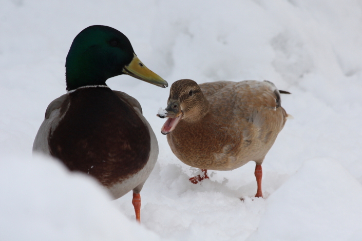 Värvushälbega sinikaelpart pahandab isalinnuga