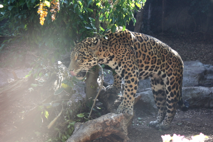 Jaaguar (Panthera onca), Loro park, Tenerife