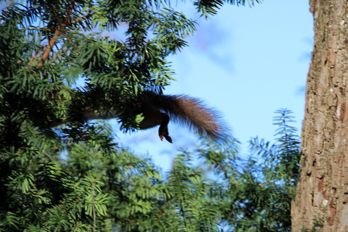 Punaorav hüppab ühelt puult teisele