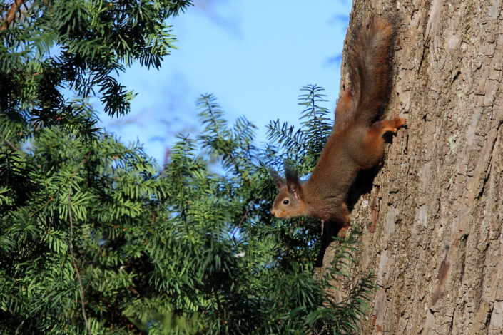 Punaorav valmistub hüppeks