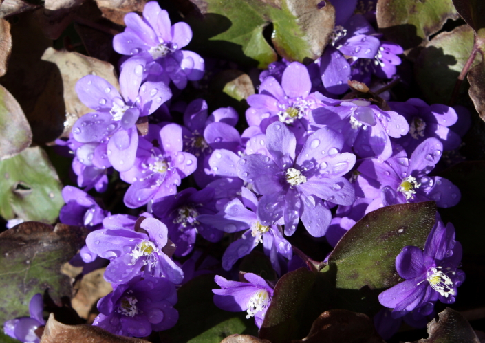 Sinililled säravad pärast vihmasabinat eriti kaunilt