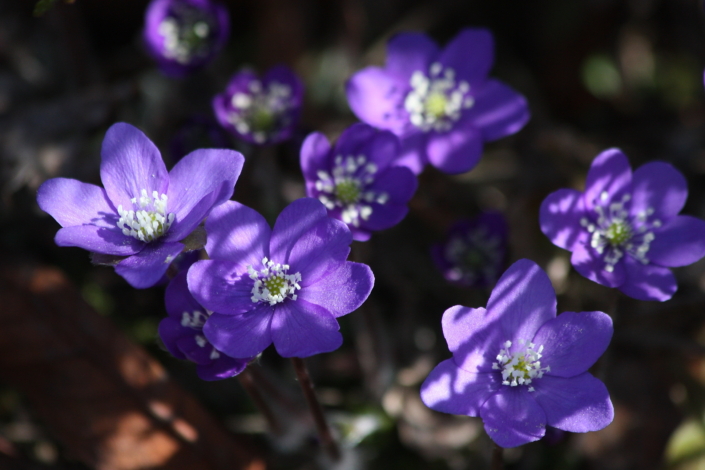 Sinililled sirutuvad päikese poole